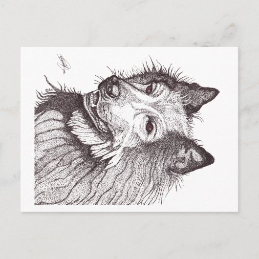 BELGIAN SHEPHERD GROENENDAEL BRIEFKAART (Voorkant)