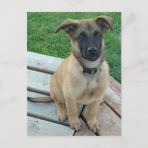 Belgian Shepherd Malinois Dog Briefkaart