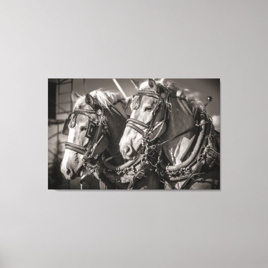 België conceptpaarden canvas afdruk (Voorkant)
