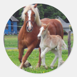 belgië Mare en Filly Ronde Sticker