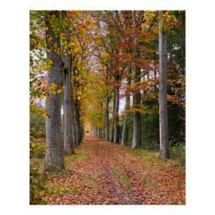 Belgisch bos in de herfst reizen perfect poster