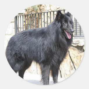Belgisch (Groenendael) vol Ronde Sticker