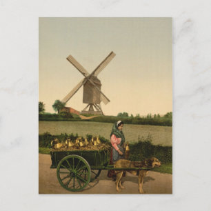 Belgisch Milkmaïd (Belge Laitière) Briefkaart
