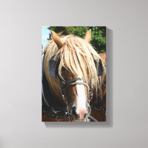 Belgisch paard canvas afdruk
