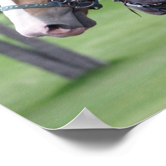 Belgisch paardenteam poster (Hoek)