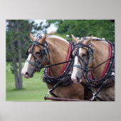 Belgisch paardenteam poster (Voorkant)