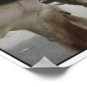 Belgisch team poster (Hoek)