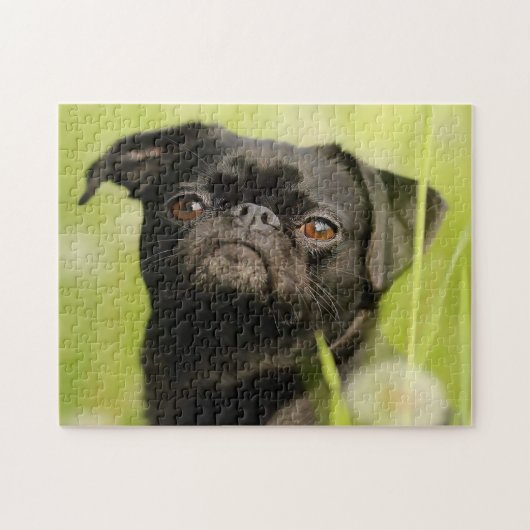 Belgische Griffon Dog. Legpuzzel (Horizontaal)