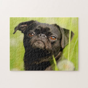 Belgische Griffon hond. Legpuzzel
