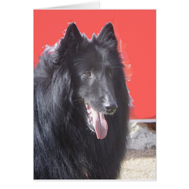Belgische Groenendael (Voorkant)