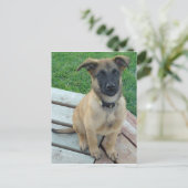 Belgische Herder Malinois Hond Briefkaart (Staand voorkant)