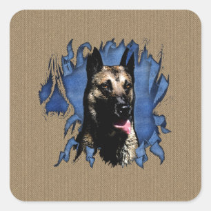 Belgische herder - Malinois Vierkante Sticker