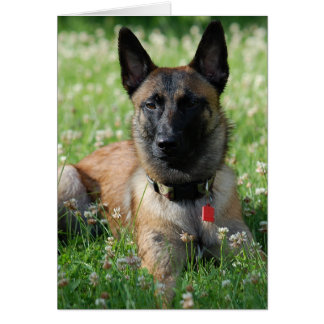 Belgische Malinois