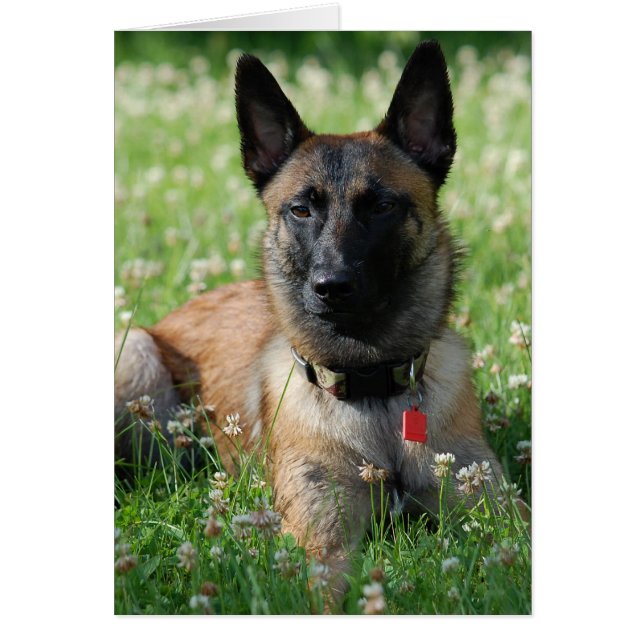 Belgische Malinois (Voorkant)
