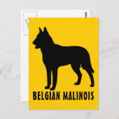 Belgische Malinois Briefkaart (Voorkant / Achterkant)