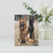Belgische Malinois en Duitse herder Briefkaart (Staand voorkant)