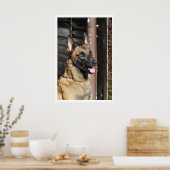 Belgische Malinois Guard Dog Poster (Keuken)