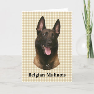 belgische malinois kaart