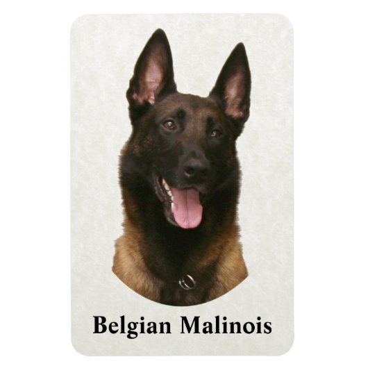 belgische malinois magneet (Verticaal)