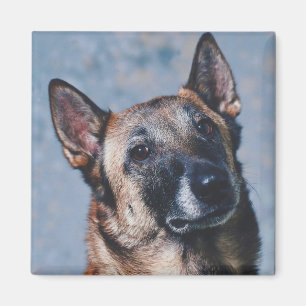 Belgische Malinois Magnet Magneet