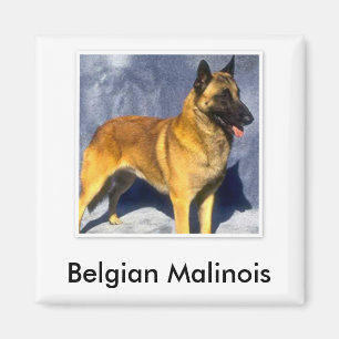 Belgische Malinois Magnet Magneet