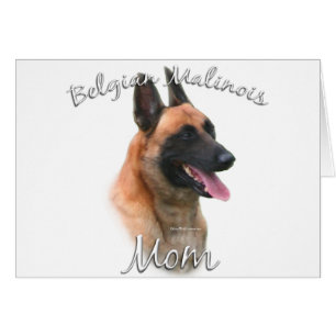 Belgische Malinois mam 2