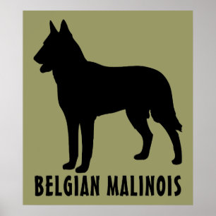 Belgische Malinois Poster