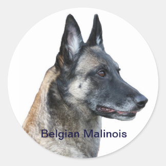 Belgische Malinois Sticker