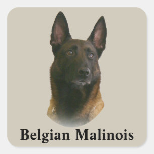 belgische malinois vierkante sticker