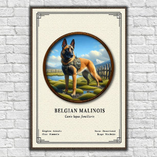 Belgische Malinois Zoologie Serie Poster