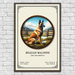 Belgische Malinois Zoologie Serie Poster