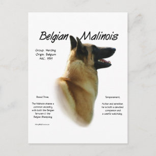 Belgische Malinoisgeschiedenis; Alles over Malinoi Briefkaart