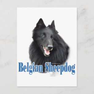 Belgische naam van de schapenhond briefkaart