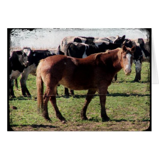 Belgische paarden en melkvee (Voorkant Horizontaal)