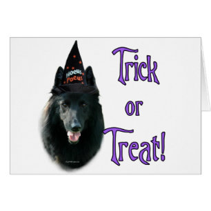 Belgische schapenhond truc
