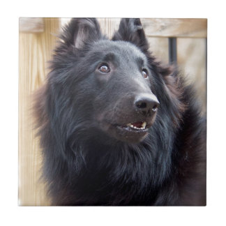 Belgische Sheep Dog Tegeltje