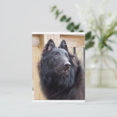 Belgische Sheepdog Briefkaart (Staand voorkant)