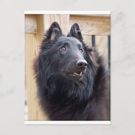 Belgische Sheepdog Briefkaart (Voorkant)
