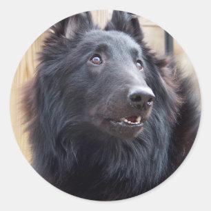 Belgische Sheepdog Ronde Sticker