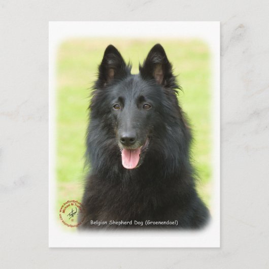 Belgische Shepherd Dog 9M031D-24 Briefkaart (Voorkant)