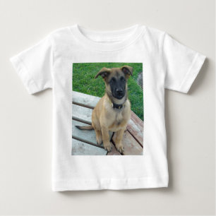 Belgische Shepherd Malinois Dog
