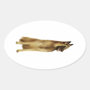 Belgische Tervuren (A) Ovale Sticker