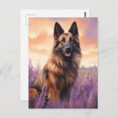 Belgische Tervuren in Lavendelveld Briefkaart (Voorkant / Achterkant)