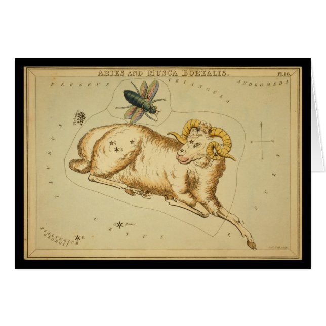 Bélier et Musca Borealis (Devant horizontal)