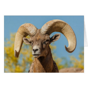 Bélier mouflon du désert