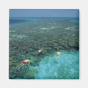 Belize, Barrièrerif, Lighthouse Reef, Blauw Magneet