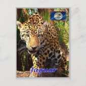 Belize - Belizeaanse Oerwouden - Briefkaart (Voorkant)