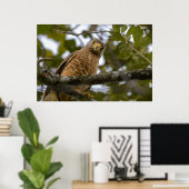 Belize Bird, Funny Brown Roadside Hawk Poster (Thuiskantoor)