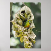 Belize Bird, Green Olive Backed Euphonia Poster (Voorkant)