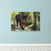 Belize City Zoo. Zwarte panter Canvas Afdruk (Insitu (Houten vloer))